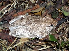 Litoria rothii para Niños