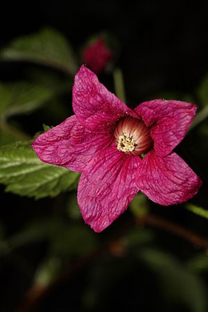 Archivo:Rubus spectabilis 5365