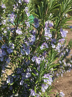 Archivo:Salvia rosmarinus (10-04-2020), vue en gros plan