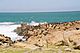 Sea lions on the rocks at Cabo Polonio, Uruguay, 2005.jpg