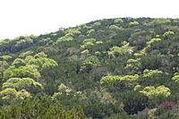 Vista de las copas de los árboles con un ligero crecimiento de primavera dispersos en medio de árboles de hoja perenne más oscuros