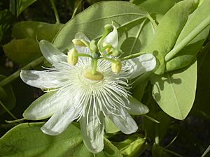 Archivo:Starr 031114-0020 Passiflora subpeltata