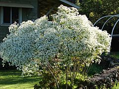Archivo:Starr 061208-2205 Euphorbia leucocephala
