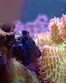 Synchiropus splendidus