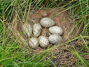 Archivo:Tasmanian Native Hen Nest and Eggs