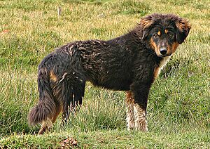 Archivo:Tibetan Mastiff2