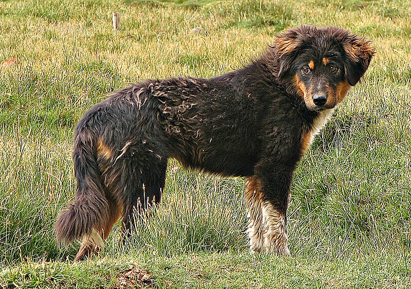 Tibetan Mastiff2