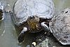 Trachemys callirostris DT -CO Zoo Medellin- (156) (20558041699).jpg