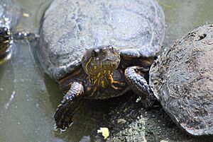 Archivo:Trachemys callirostris DT -CO Zoo Medellin- (156) (20558041699)