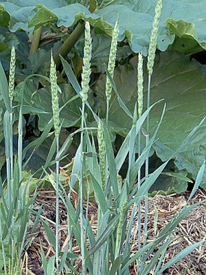 Archivo:Triticum aestivum spring wheat, zomertarwe (1)