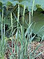 Triticum aestivum spring wheat, zomertarwe (1)