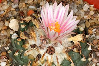 Turbinicarpus schmiedickeanus pm.JPG