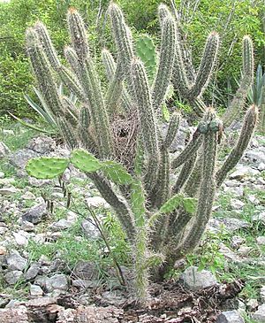 Archivo:Two cactuses and a wrens nest