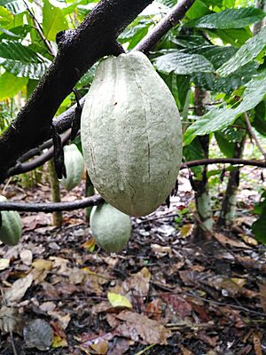 Archivo:Variedad de cacao