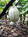 Variedad de cacao