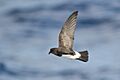 White-bellied Storm-Petrel-Lord Howe Island-26March2013