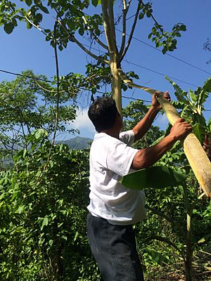 Archivo:Árbol de Jonote