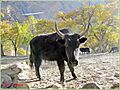 A dzo in Pakistan (Bzo)