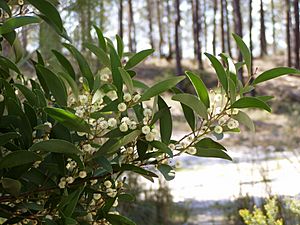 Archivo:Acacia melanoxylon branch