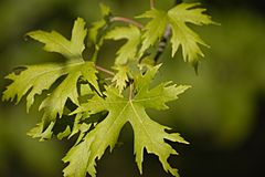 Archivo:Acer saccharinum leaves