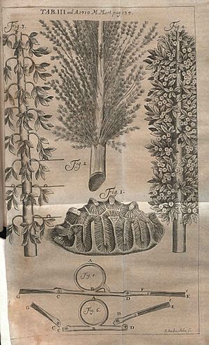 Archivo:Acta Eruditorum - III botanica fisica, 1710 – BEIC 13375088