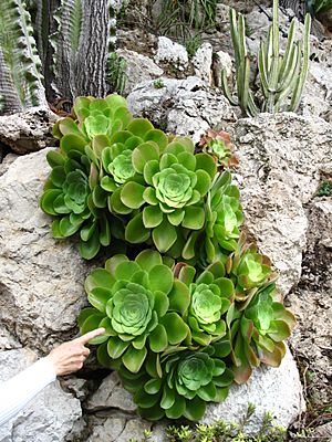 Archivo:Aeonium canariense Monaco