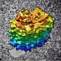 Algal Golgi body, 3D reconstruction (30466939665)
