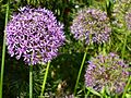 Allium-aflatunense-0567