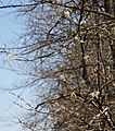Amelanchier arborea downy serviceberry bush