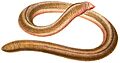 Amphisbaena microcephalum 1847 - white background