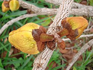 Archivo:Annona crassiflora fruit