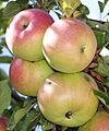 Apples on tree 2011 G1 cropped