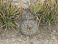 Ariocarpus retusus retusus
