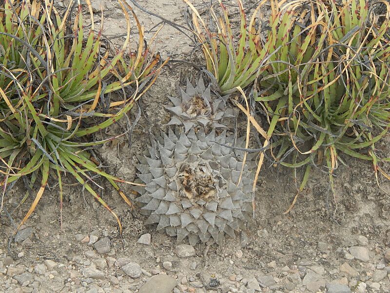 Ariocarpus retusus retusus