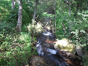 Archivo:Arroyo en La Acebeda (Madrid)