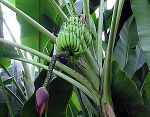 Archivo:Banana.plant.kewgardens.arp