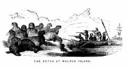 Archivo:Barents Walrus