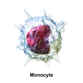 Blausen 0649 Monocyte.png