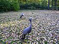 Blue crane