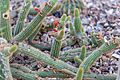 Borzicactus samaipatanus, Christchurch Botanic Gardens, New Zealand 04