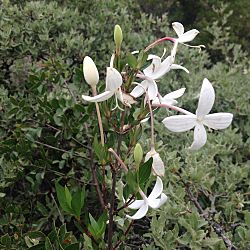 Bouvardia longiflora.jpg