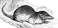Brehms - Crocidura russulus