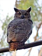 Bubo virginianus, 2019, Uruguay