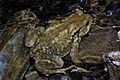 Bufo spinosus 03 by-dpc