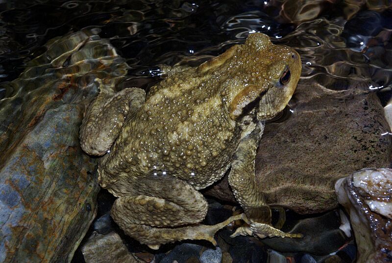 Bufo spinosus 03 by-dpc