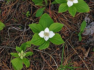 Archivo:Bunchberry plants