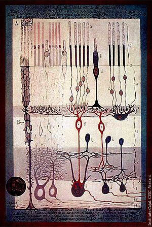 Archivo:Cajal Retina