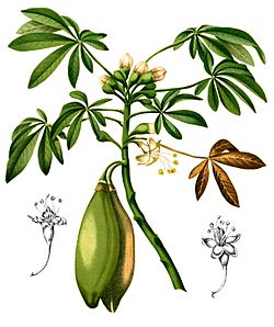 Ceiba pentandra Blanco2.238-cropped.jpg