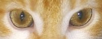 Central heterochromia cat 1