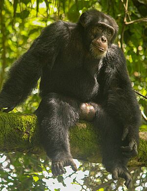 Archivo:Chimpanzé de Bossou 24